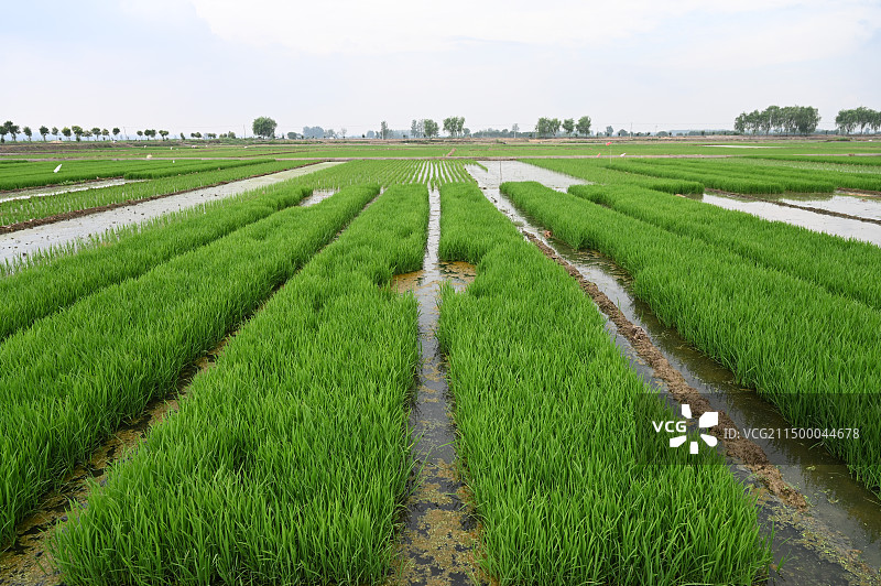 水稻图片素材