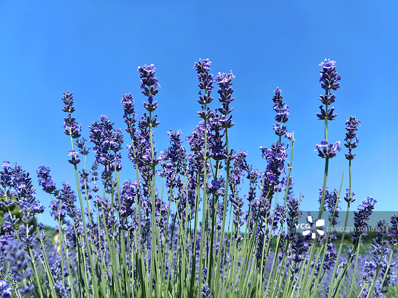 无锡雪浪山风景图片素材