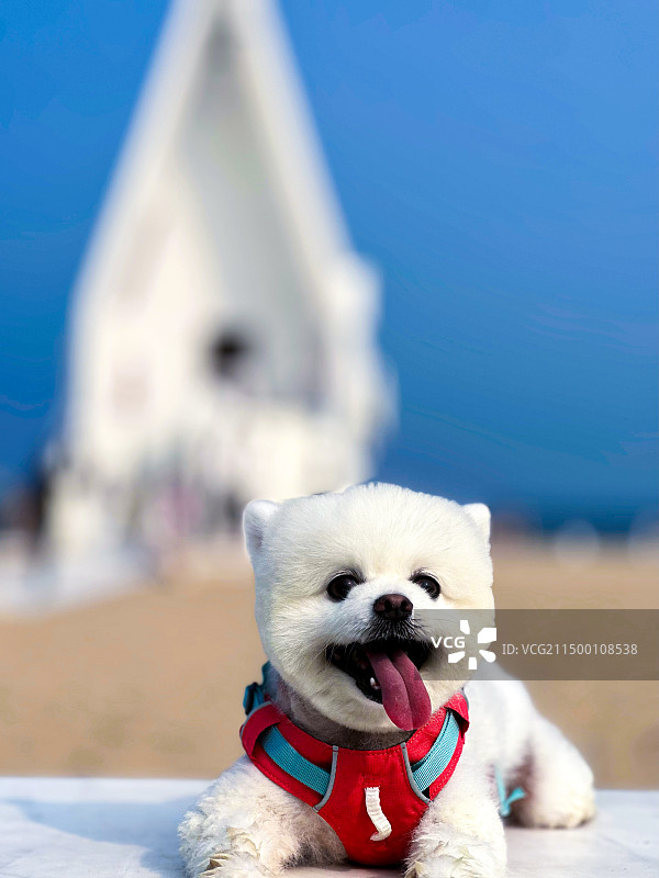 海边的小狗图片素材