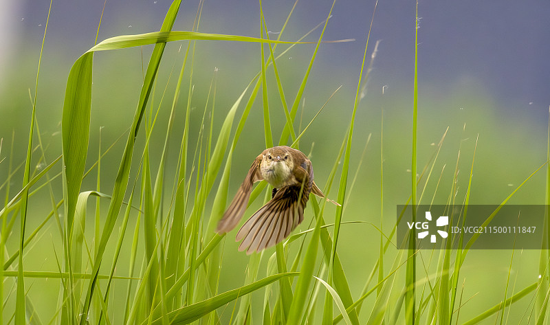 东方大苇莺图片素材