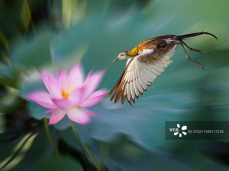 荷花水雉图片素材