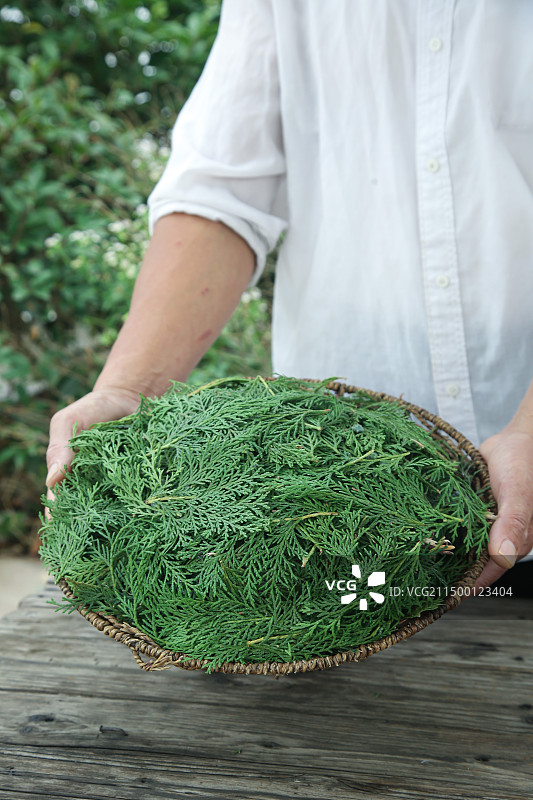 秦岭侧柏叶图片素材