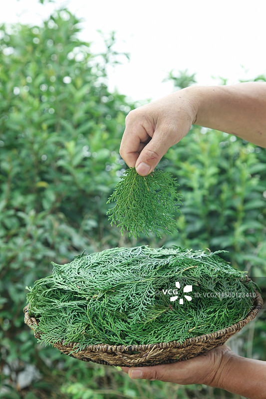 秦岭侧柏叶图片素材