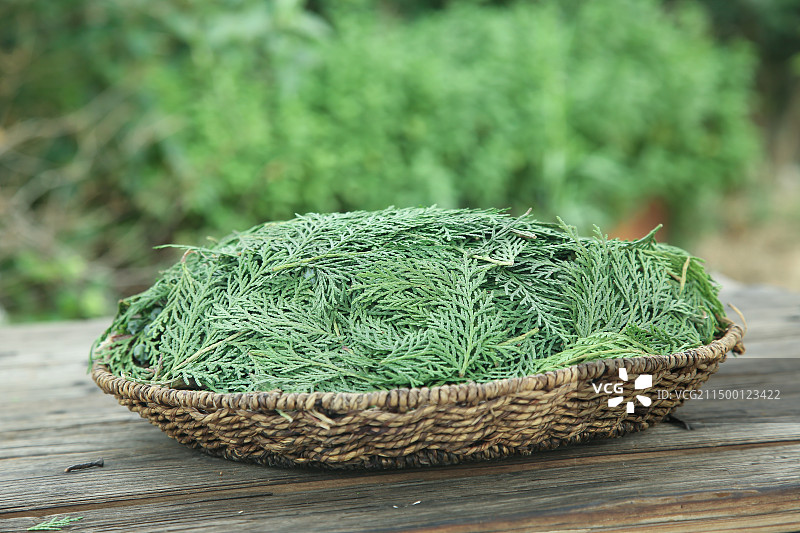 秦岭侧柏叶图片素材