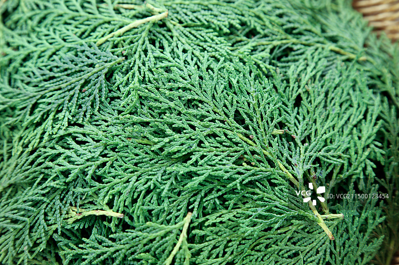 秦岭侧柏叶图片素材