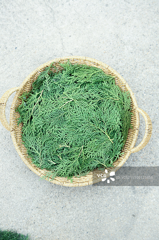 秦岭侧柏叶图片素材