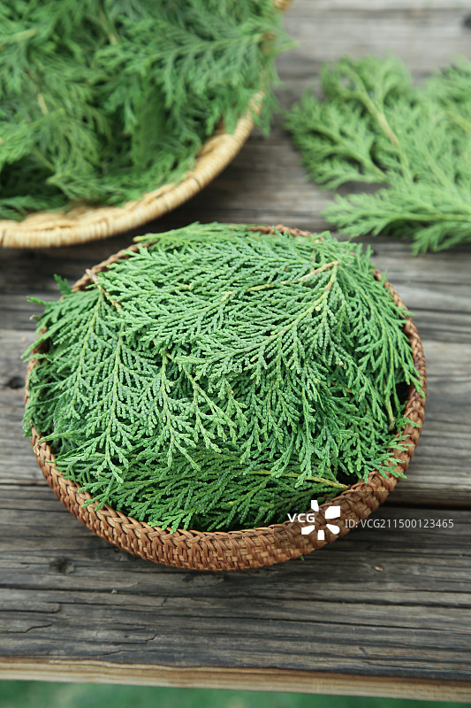 秦岭侧柏叶图片素材