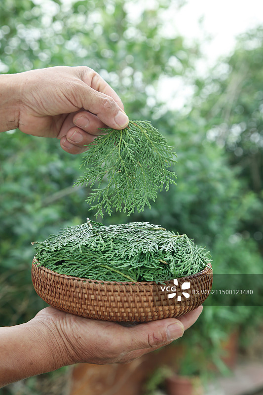 秦岭侧柏叶图片素材