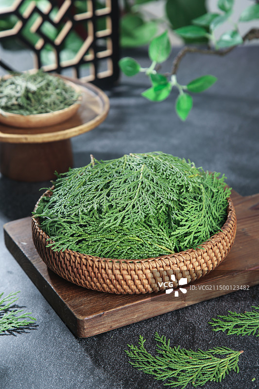 秦岭侧柏叶图片素材