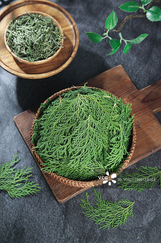 秦岭侧柏叶图片素材