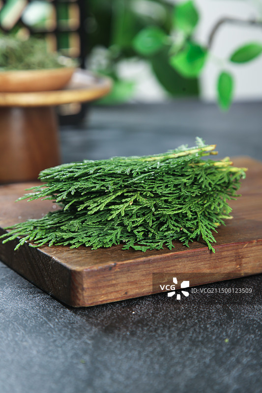 秦岭侧柏叶图片素材