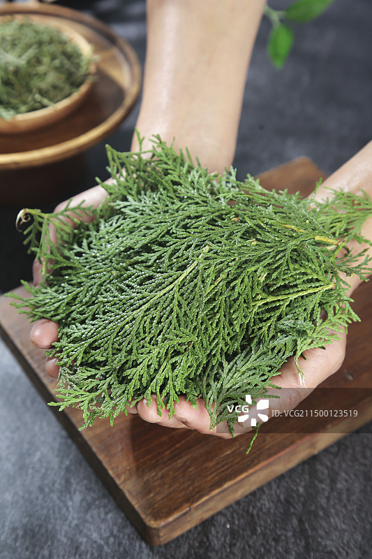 秦岭侧柏叶图片素材