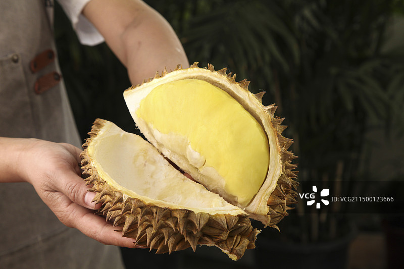 金枕头榴莲图片素材