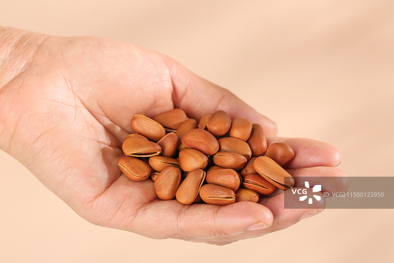 松子 松子仁图片素材