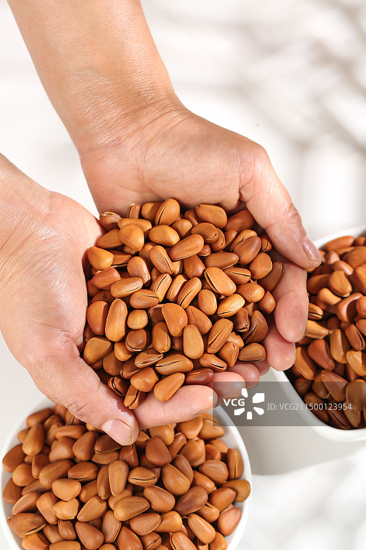 松子 松子仁图片素材