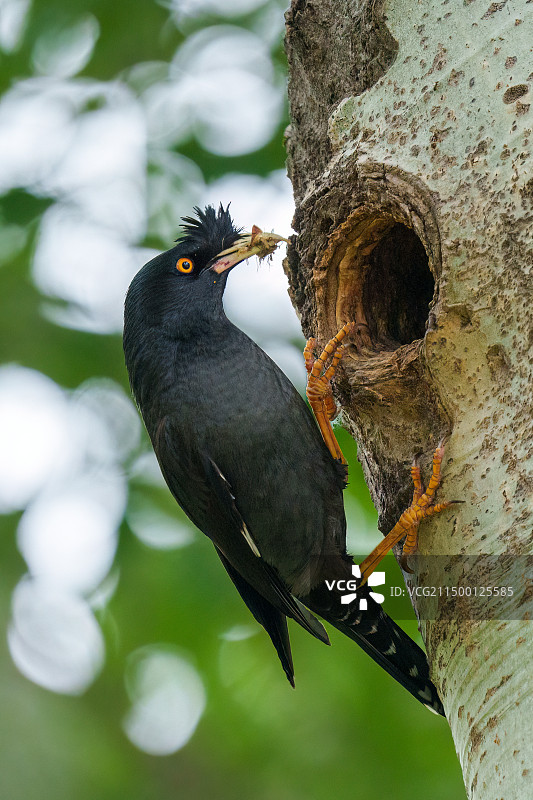 八哥育雏图片素材