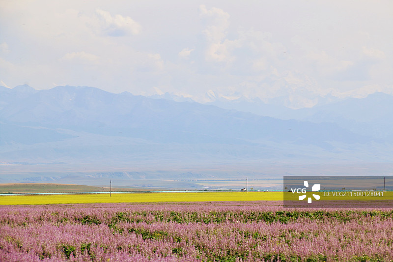 山下的花海图片素材