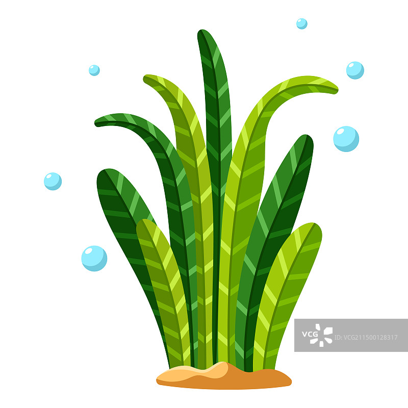 绿藻与长叶图片素材