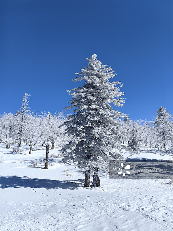 蓝叶云杉图片素材