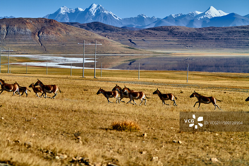 奔跑的藏野驴图片素材