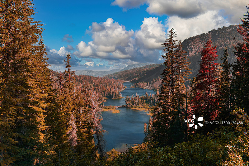 秋天森林里的树木顶着天空图片素材