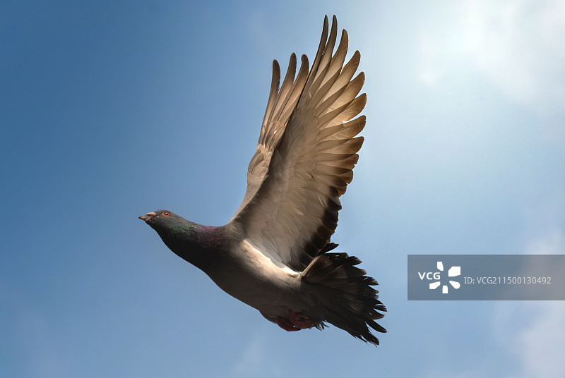 和平之鸽图片素材