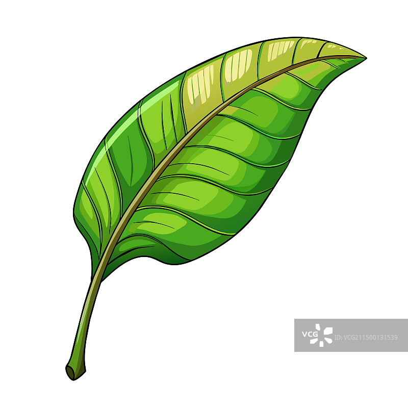 白色背景上的热带绿色香蕉棕榈叶图片素材