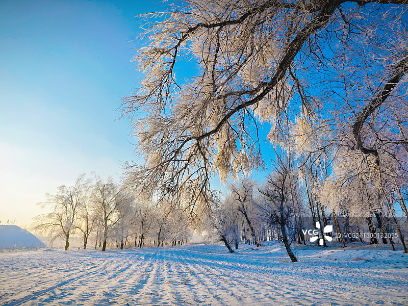 雾凇森林图片素材