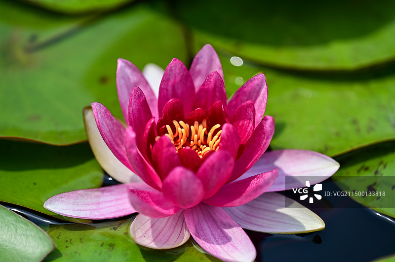 龙兴寺的睡莲图片素材