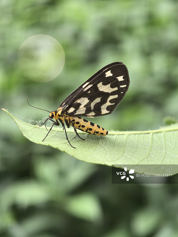 裳蛾奔月图片素材