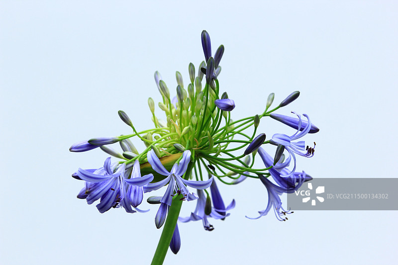 纯色背景中的欧石竹花图片素材