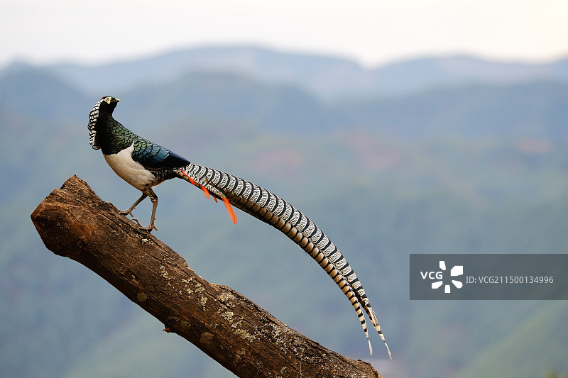 白腹锦鸡图片素材