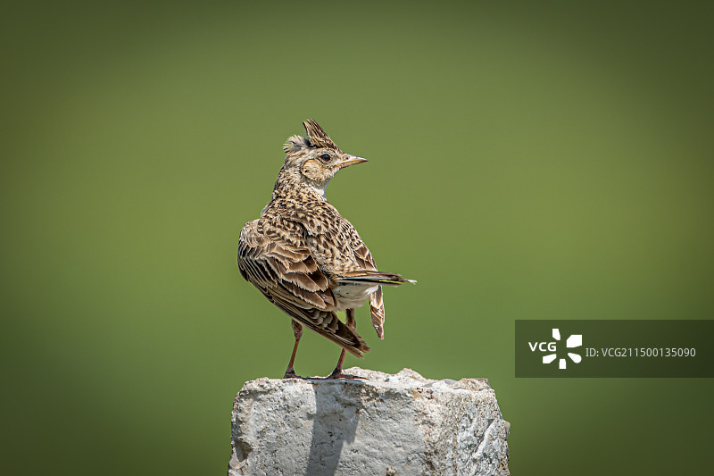 百灵鸟图片素材