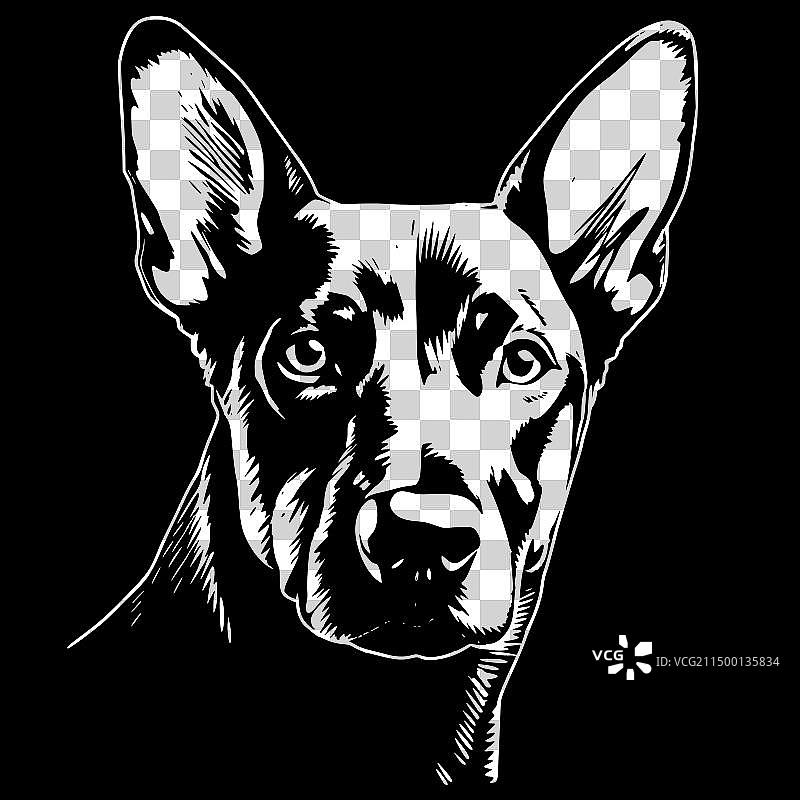 澳大利亚卡尔比犬 - 简约风格图片素材