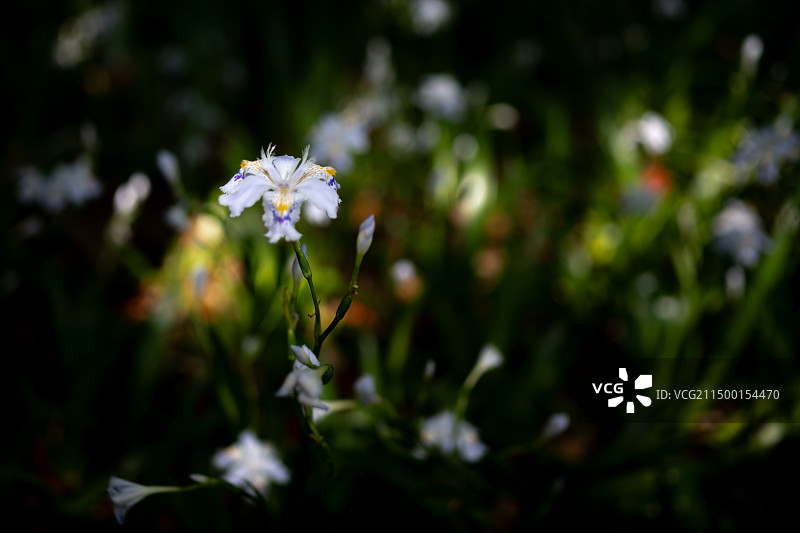 西溪校区春天的扁竹兰花图片素材