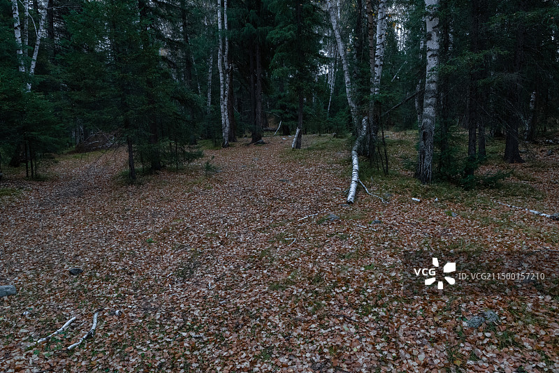 新疆禾木，秋天的森林图片素材