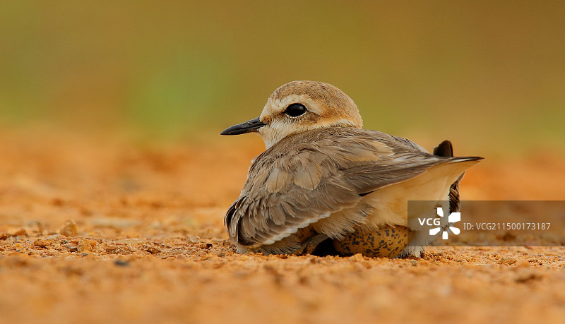 环颈鸻在户外栖息的特写镜头图片素材