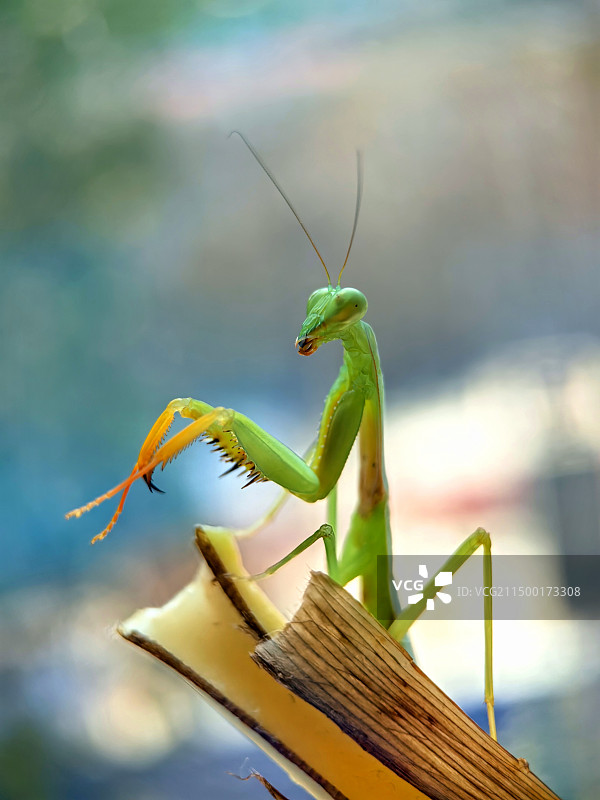 植物上的昆虫特写镜头图片素材