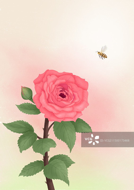 月季花和蜜蜂图片素材