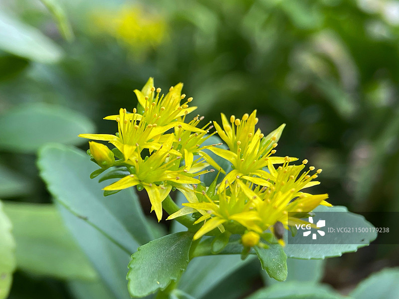费菜花图片素材