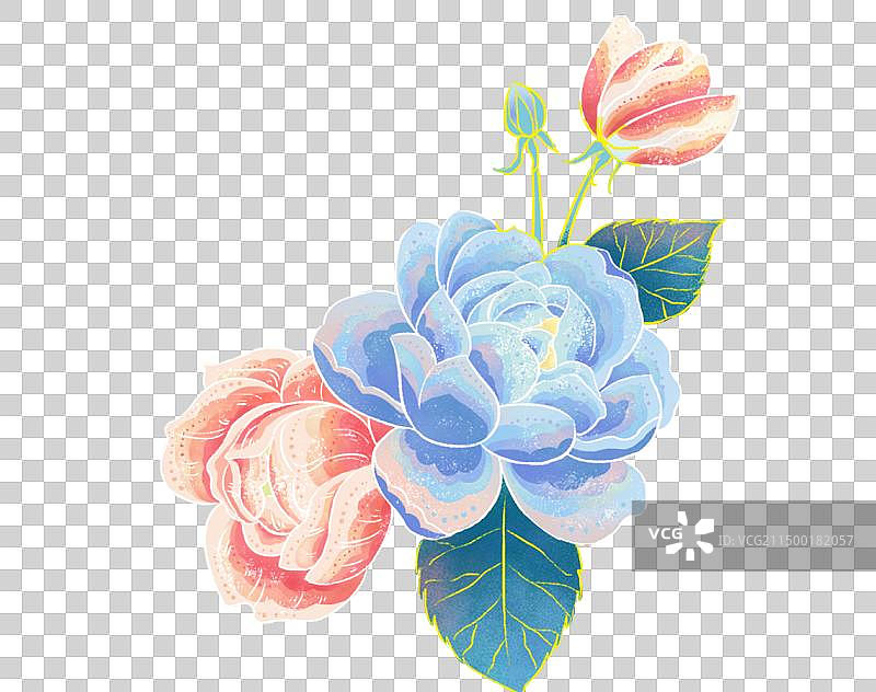 蔷薇花图片素材