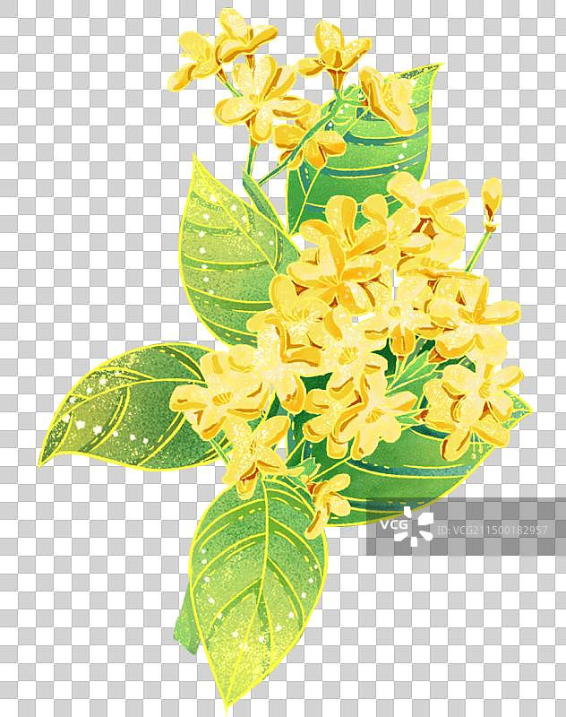 迎春花图片素材