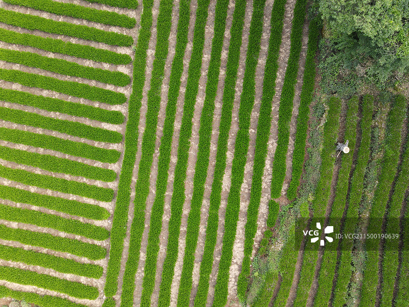 茶园（二）图片素材