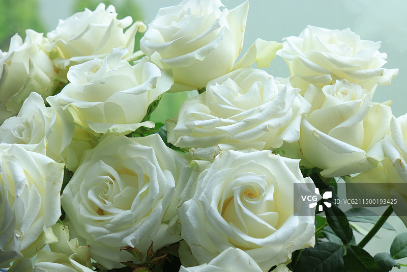 新鲜玫瑰花的特写图片素材