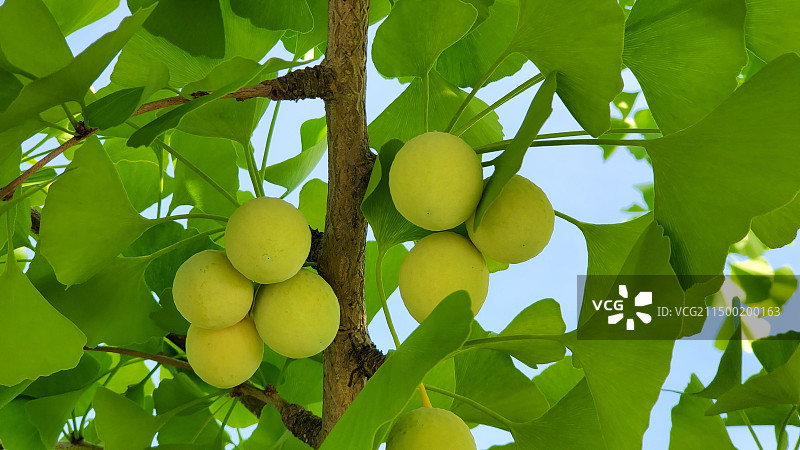 挂在枝头的银杏白果图片素材