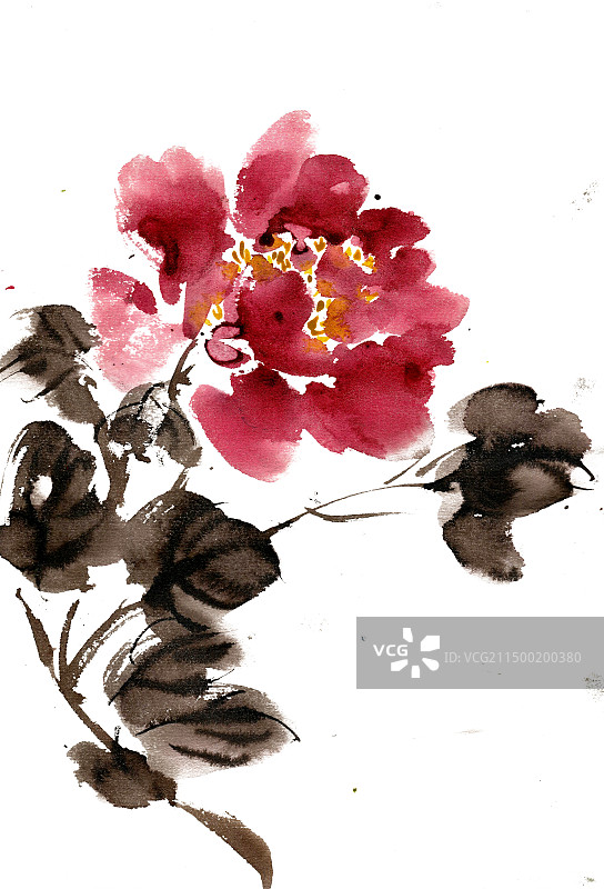 红色的牡丹花图片素材