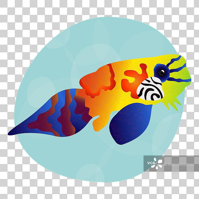 独特的亮色热带麒麟鱼图片素材