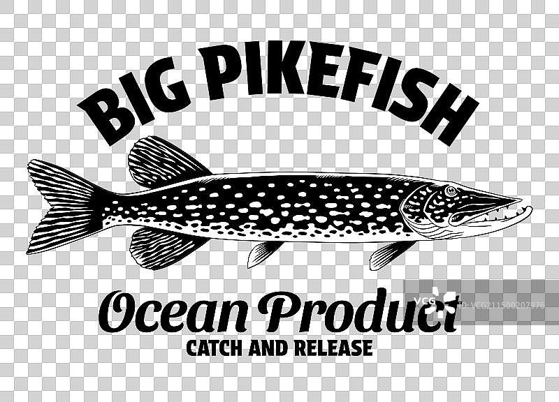 大梭鱼复古衬衫设计图片素材