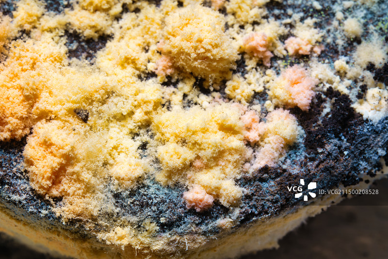 咖啡粉饼上的霉菌图片素材
