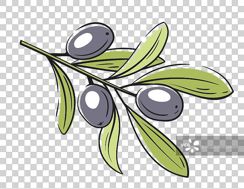 白色背景上的橄榄树枝图片素材